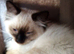 Lovely Ragdoll kittens for sale