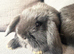 Lovely soft fluffy friendly mini lops