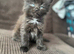 3 black kittens