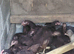 Rhode island red pullets