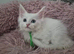 2 x Maine coon kittens