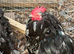 Lovely pair of black mottled pekins 1 cockerel and 1 hen great fertility