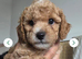READY TO RESERVE - CAVAPOOCHON LITTER