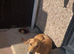 Saluki bull lurcher 12 months old
