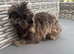 Imperial Female Shih Tzu