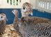 Guinea Fowl