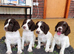 Gorgeous Cheeky Springer Spaniel Pups