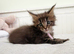 Beautiful Maine Coon kittens