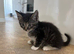 Beautiful Bombay x kittens , Ready now !!