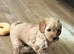 F1b cavapoo puppies