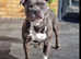 Well proven Staffordshire bull terrier for stud