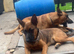 Belgium Malinois x Belgium shepherd