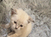 2 Cute Bengal kittens available