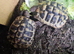Two Hermann&rsquo;s Tortoises Looking for Their Own Kingdoms