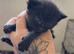 4 kittens for sale