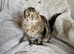 1 year old female registered Maine Coons