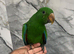 Stunning Baby HandReared Super Tame Cuddly Eclectus Parrot