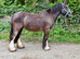 14 h cracking super safe cob mare