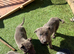 Blue German shepherd