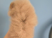 CHIAO LI YA lineage pomeranian puppies
