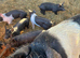 Saddleback &times; Pietrain Weaners for Sale &mdash; &pound;75 Each