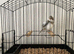2026 varigated white fife canary hen