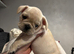 Reduced! Last2 left frenchie pups️