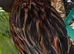 Red and black Canary hen female