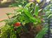 Tiger platys