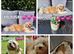 Shihpoos