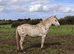 Appaloosa Colts for Sale