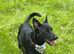Beautiful collie cross jack