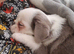 Mixed pug