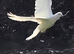 Garden doves for sale
