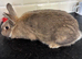 New Zealand X Lionhead Doe