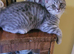 Scottish fold/straight kittens