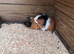 Boy guinea pigs