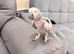 African grey parrot tame great talker inc cage
