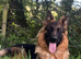 Male and female German shepherd