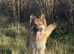 Male & female German Shepherds