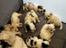 Chi-chon puppies