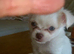 2 girls, one boys tiny chihuahuas