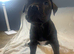 Beautiful cane corso puppies