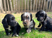 Working Cocker Spaniel Puppies