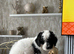 *REDUCED*READY TOMORROW 7th Cavapoochon pupps