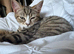 Cat for sale
