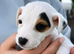 Jack russel puppies