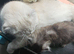 SCOTTISH FOLD