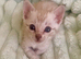 Pedigree Snow Bengal Kittens Ready Now - Seal Lynx Point + Seal Mink. TICA Parents