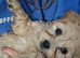 Cavachon puppies for sale 2 Boys Left